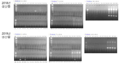 Tan spot PCR산물 전기영동결과