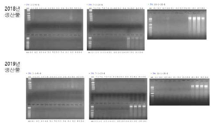그물무늬병 PCR산물 전기영동결과