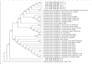 4개 유전자 기반 연관분석, Bootstrap consensus tree by Maximum Likelihood method, rep= 1000 (MEGA4로 수행)