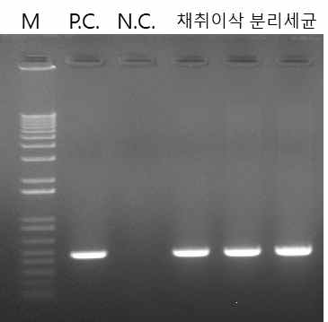 병징에서 분리한 세균 3 isolates에 대한 PCR 검정 * DNA추출 후 PCR검정