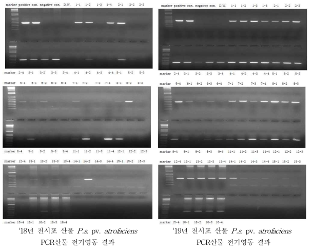 식량원 전시포 산물에 대한 P. s. pv. atrofaciens PCR검정결과 *시료번호는 표2. 참조
