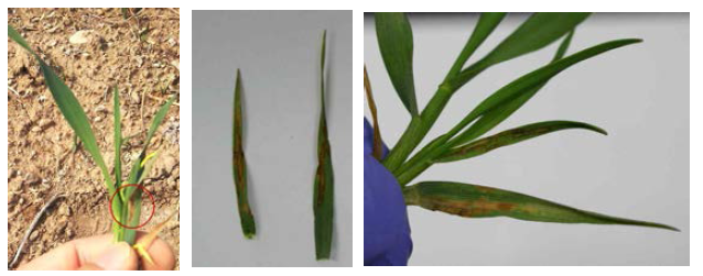 세균 감염 귀리의 잎 병징