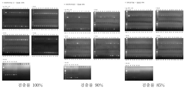 P .s. pv. coronafaciens PCR산물 전기영동 결과