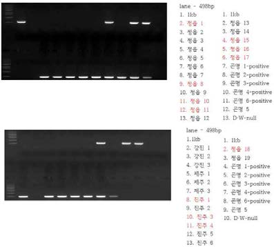 귀리 주재배지 세균병 발생 PCR 조사 결과