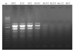 cfl 영역 PCR 증폭결과