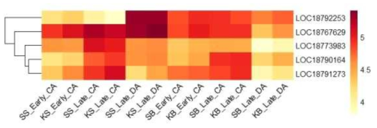 Heatmap, based on log2(FPKM+1) values, on expression level of calmodulin-binding transcription activators (factors) in the shoots (SS or KS) and buds (SB or KB) of ‘Soomee’ and ‘Kiraranokiwami’ peach trees at early cold acclimation (CA), late CA, and late deacclimation (DA) stages