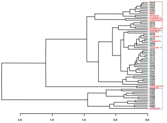 HCA dendrograms from PCA of wild peach
