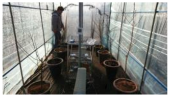 Greenhouse for delaying cold acclimation