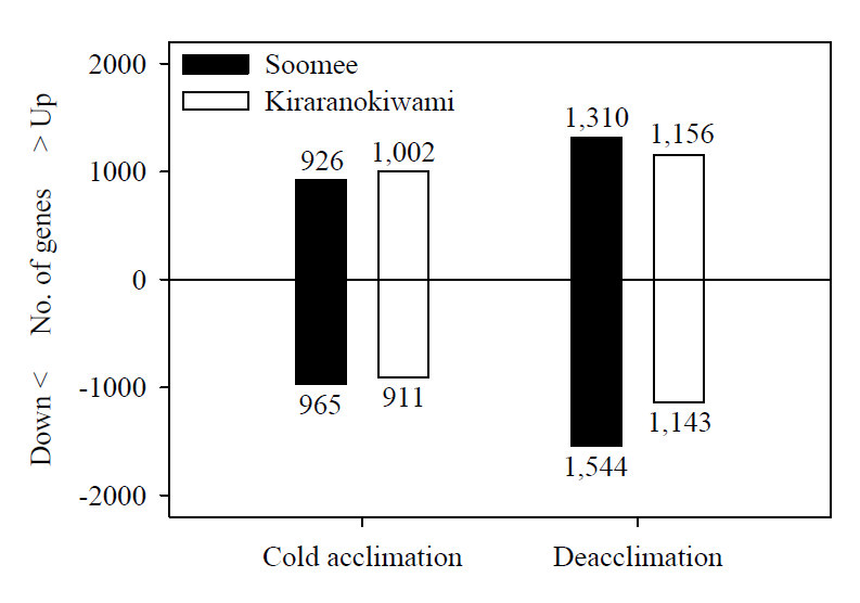 Number of up- and down-regulated genes with a |fold change| > 2 (P < 0.05) in the shoots of ‘Soomee’ and ‘Kiraranokiwami’ peach trees during cold acclimation and deacclimation