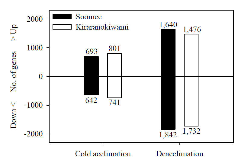 Number of up- and down-regulated genes with a |fold change| > 2 (P < 0.05) in the buds of ‘Soomee’ and ‘Kiraranokiwami’ peach trees during cold acclimation and deacclimation