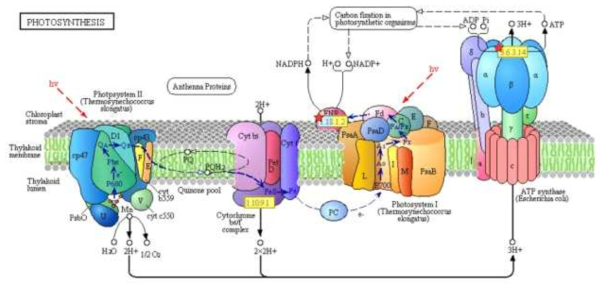 Biochemical pathway of photosynthesis based on KEGG database