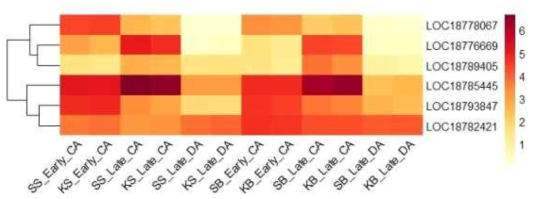 Heatmap, based on log2(FPKM+1) values, on expression level of dehydration-responsive element-binding proteins in the shoots (SS or KS) and buds (SB or KB) of ‘Soomee’ and ‘Kiraranokiwami’ peach trees at early cold acclimation (CA), late CA, and late deacclimation (DA) stages