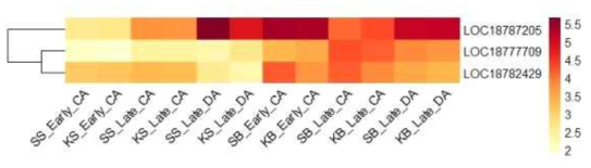 Heatmap, based on log2(FPKM+1) values, on expression level of transcription factor ICE1s in the shoots (SS or KS) and buds (SB or KB) of ‘Soomee’ and ‘Kiraranokiwami’ peach trees at early cold acclimation (CA), late CA, and late deacclimation (DA) stages