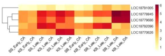 Heatmap, based on log2(FPKM+1) values, on expression level of NAC transcription factors in the shoots (SS or KS) and buds (SB or KB) of ‘Soomee’ and ‘Kiraranokiwami’ peach trees at early cold acclimation (CA), late CA, and late deacclimation (DA) stages
