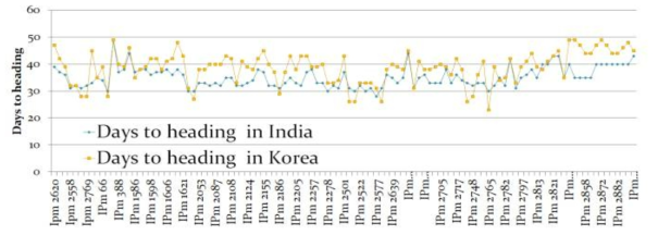 ICRISAT로부터 도입한 기장 유전자원의 재배지(한국, 인도)에 따른 출수기 비교
