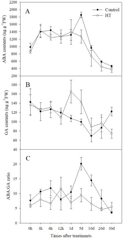 시기별 과피 내 내생호르몬 함량(A, ABA; B, GA; C, ABA/GA ratio)