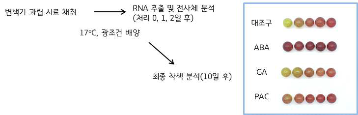 호르몬 처리 실험 모식도 및 최종 과립 착색 모습 (대조구, 0.5% MeOH in 10% Sucrose; ABA, 0.2mM ABA in control solution; GA, 0.2mM GA3 in control solution; PAC, Paclobutrazol, 0.2mM PAC in control solution)