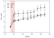 수준별 고온에 의한 과피 착색 변화