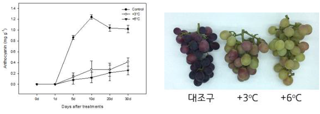 수준별 고온 처리에 의한 과피 착색