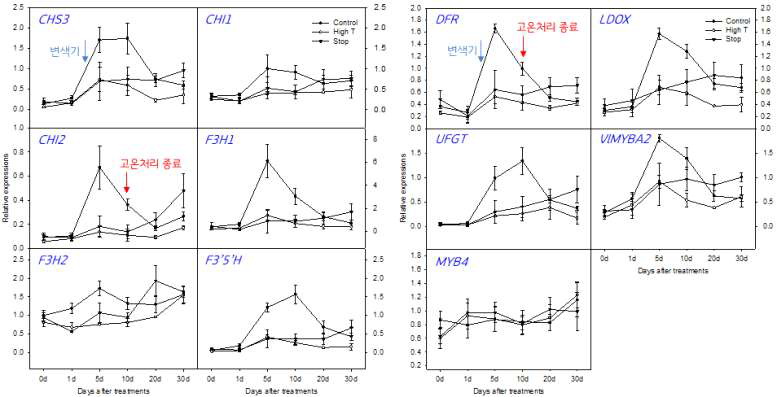수준별 고온에 의한 과피 내 안토시아닌 생합성 유전자 발현량