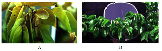 초분광 센서로 취득된 감염 (A) 및 비감염된 (B) 잎 영상 (5월)