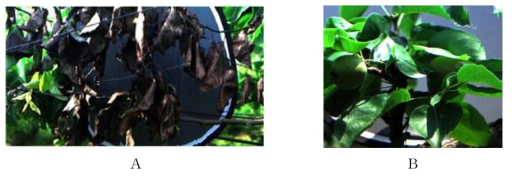 초분광 센서로 취득된 감염 (A) 및 비감염된 (B) 잎 영상 (6월)