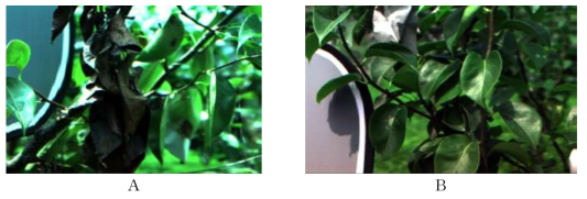 초분광 센서로 취득된 감염 (A) 및 비감염된 (B) 잎 영상 (7월)