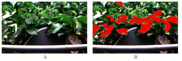 분광 영상처리 소프트웨어를 이용한 비감염된 잎의 전처리 (A) 및 관심영역 지정 (B)