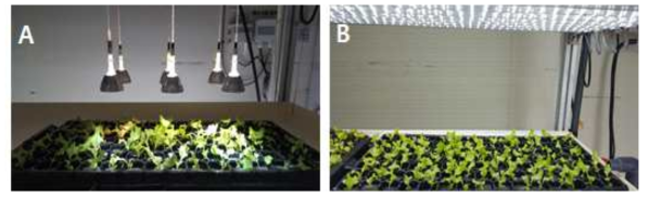 Pictures of experiments under light fiber of solar (A) and LED light (B) at 20 days after sowing