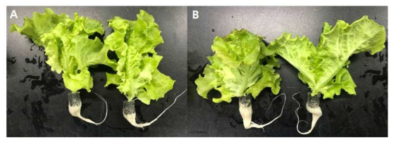 Harvested lettuce under optical fiber fiber of solar (A) and LED light (B) at 30 days after sowing