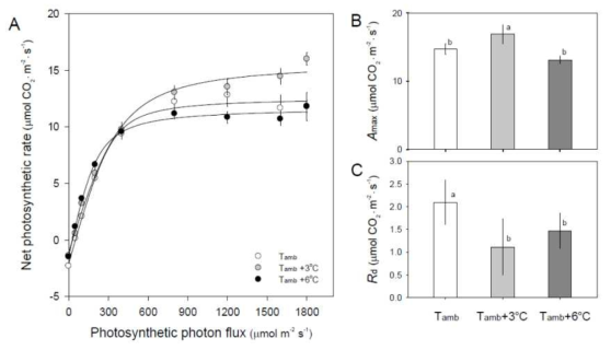 온도구배하우스의 온도처리에 의한 마늘 잎의 광-광합성(A) 반응 및 최대광합성률(B)과 암호흡률(C)