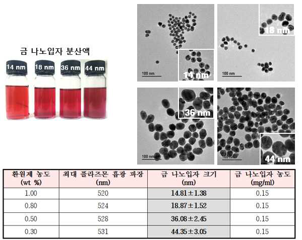 금 나노 입자의 분산액과 금 나노 입자의 TEM 이미지