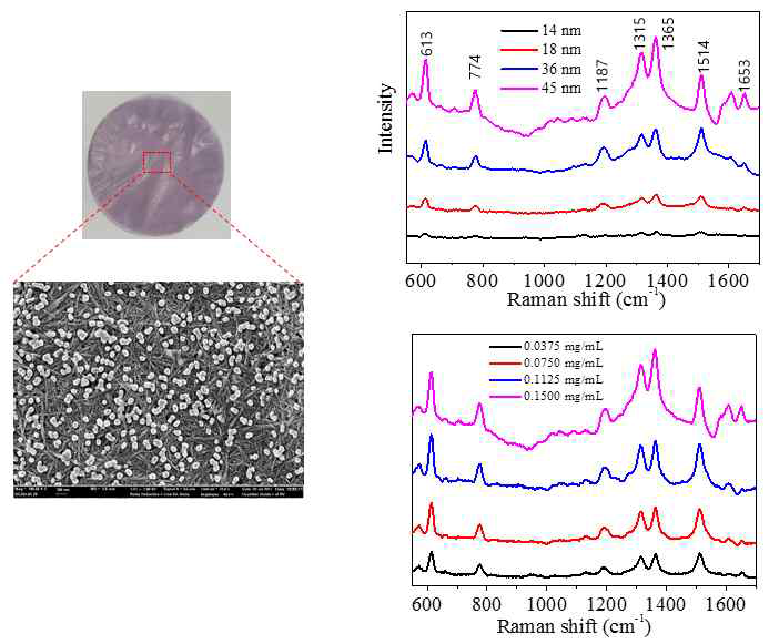 플라즈몬 나노 종이의 SEM 이미지와 Rhodamine 6를 이용한 라만 스펙트럼 감도 테스트