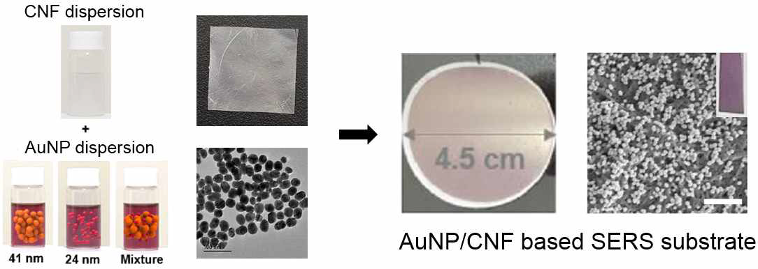 금 나노 입자 (직경 24 nm, 41 nm) 가 감압여과공정을 통해 나노종이 표면에 도입된 SERS 기판 제조