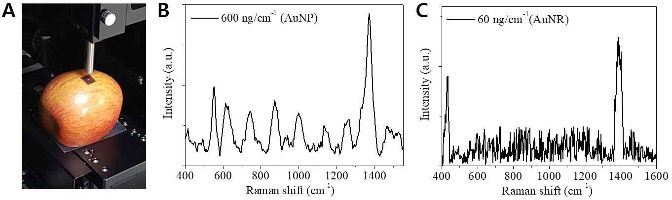 (A) 실제 사과 표면에 부착된 투명 SERS 기판을 이용한 bottom-up 방향의 SERS 신호 분석, (B) 금 나노 입자와 (C) 금 나노 로드가 도입된 투명 SERS 종이기판을 이용하여 표면에 존재하는 농약 성분 thiram에 대한 분석