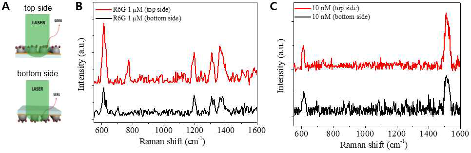 (A) up-down, down-up 측정 방법의 모식도. (B) 금 나노 입자 (18 ml)와 (C) 금 나노 로드 14ml)가 도입된 투명 SERS 기판의 R6G SERS up-down, down-up 측정 결과