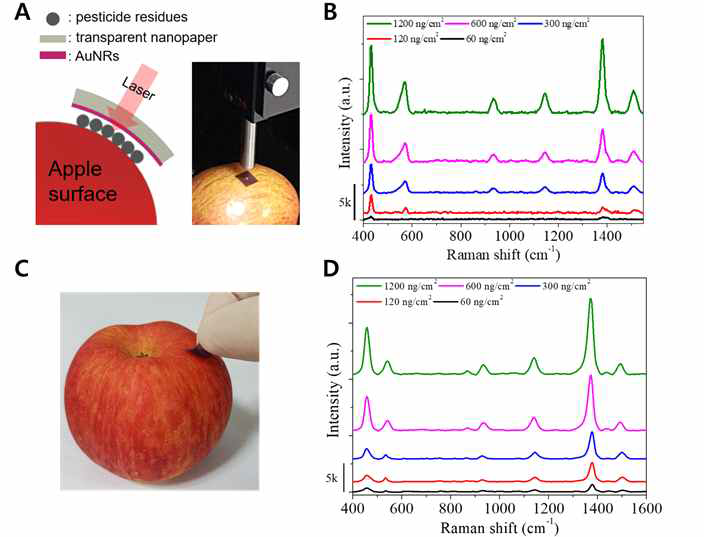 (A, B) 실제 사과 표면에 부착된 투명 SERS 기판을 이용한 bottom-up 방향의 농약 성분 (thiram) SERS 신호 분석, (C, D) 사과 표면에 남아있는 농약 성분 (thiram)을 swab 방법을 통해 SERS 신호 분석
