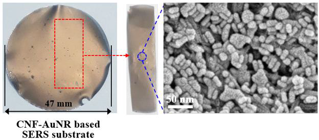 금 나노 로드/셀룰로오스 나노 섬유로 구성된 SERS 기판