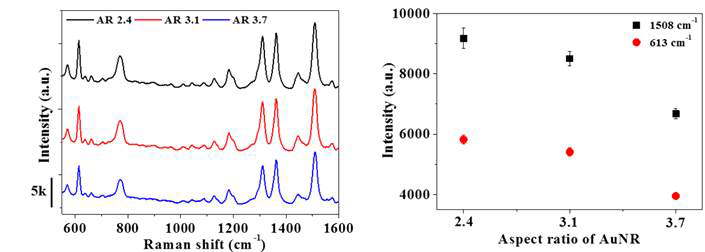 종횡비가 다른 금 나노 로드의 SERS 신호 비교