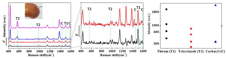 Swab 방법을 통한 thiram, tricyclazole, carbaryl 혼합 용액의 SERS 신호 확인 (밑에서부터: T1: 6, 60, 120, and 600 ng/cm2, T2: 60, 120, 600, and 1200 ng/cm2, C: 600, 600, 1200, 6000 ng/cm2)