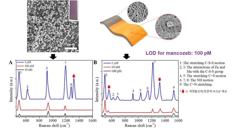 (A) 금 나노 입자/나노종이, (B) 나노다공성 금 필름/은나노와이어/TEMPO-CNF 나노종이 SERS 기판 사용한 mancozeb 수화제 LOD측정