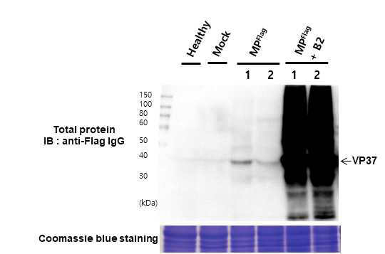 BBWV2 감염성 클론을 이용한 Flag tagged MP 단백질 발현
