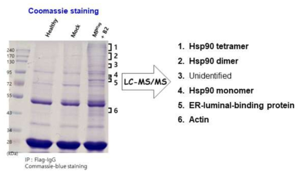 BBWV2 MP에 대한 Co-IP product에 대한 Coomassie blue staining 결과 및 특이 protein band에 대한 LC-MS/MS 분석 결과