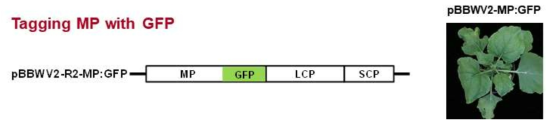 BBWV2 RNA2 감염성 클론을 이용한 MP의 GFP tagging
