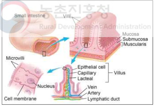 소장의 내부 구조