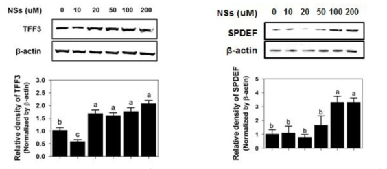 Western blotting 기법을 이용한 선발 유전자중 TFF3 (좌) 와 SPDEF (우) 유전자의 발현 양상 검증