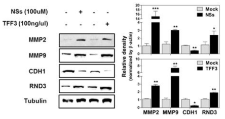 소장 발달 (intestinal wound healing)과 관련된 유전자인 MMP2, MMP9, CDH, RND3의 발현양상