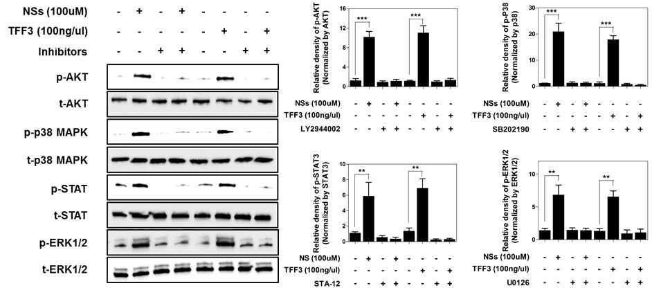 signaling pathway (AKT, P38, STAT, ERK1/2)와 관련된 유전자 및 단백질의 발현양상