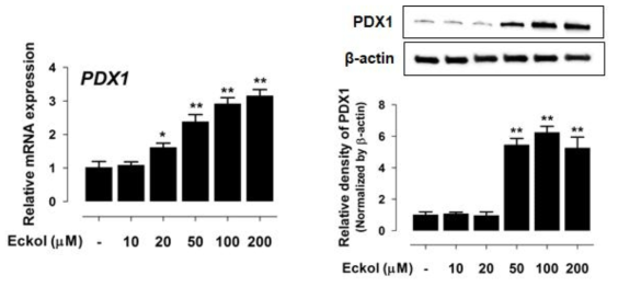 ECKOL 처리별 PDX1 mRNA 및 단백질의 발현양상