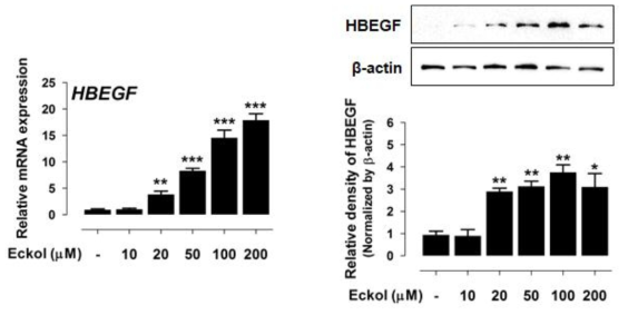 ECKOL 처리별 HBEGF mRNA 및 단백질의 발현양상